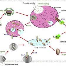 (1 mark) plasma membrane makes a boundary around the cell content. Pdf Aging Central Role For Autophagy And The Lysosomal Degradative System