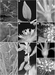 Step 2 blend strawberries and tequila in a blender until fully pureed; Integrative Taxonomic Analyses Sheds Light On Three Historically Disputed American Spermacoce Species And A Key To The American Species Of Spermacoce Spermacoceae Rubiaceae