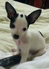 Black And White Chihuahua Puppy Love The Little Spot Cute Chihuahua Chihuahua Love I Love Dogs
