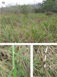 Image result for Panicum repens