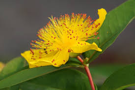 Image result for Hypericum humbertii
