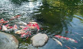 Csulb Japanese Garden Koi Japanese Garden Koi Fish Koi