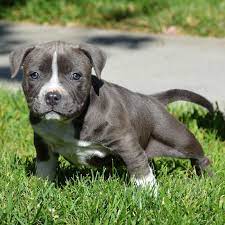 Pitbull Puppies For Sale Bully Pitbull Pups Blue Pits