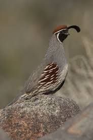 Birds Of The Southwest Gambel S Quail Callipepla Gambelii 5 011611 Bird Hunting Nature Birds Hawaii Wall Art