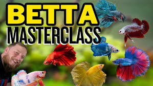 Image result for betta fish