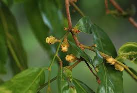 Image result for Diospyros mespiliformis