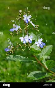 Image result for Clerodendrum buchneri