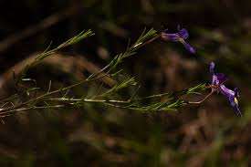 Image result for Monopsis decipiens