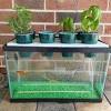 This aquaponics system is also known by names as ebb and flow or flood and. 1