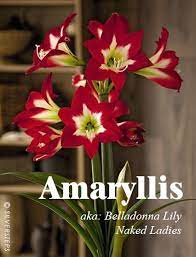 Pin On Amarillys