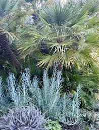 Image result for Senecio greenwayi