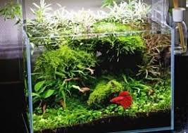 If you love your betta but you think he may need some company then it can be hard to figure out well, corydoras catfish and bettas can make great companions when certain conditions are matched! Best Substrate For Betta Complete Guide Find Me 10