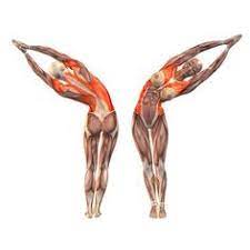 The hamstring muscles are stretched (the biceps femoris, semitendinosus and the semimembranosus). Half Moon Pose Left Ardha Chandrasana Left Yoga Poses Yoga Com Yoga Anatomy Yoga Muscles Yoga Poses