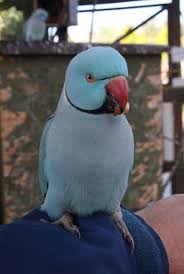 Exotic Bird Eggs For Sale In India Male Indian Ringneck Parrot Blue Mutation Brian Snelson Flickr Parrot Pet Best Pet Birds Pet Birds