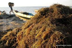 Rumput grinting yang dikenal dengan nama daerah doobghas. 7 Manfaat Rumput Laut Yang Menakjubkan