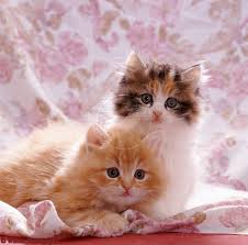 No titles asking for upvotes (e.g. 47 Cute Cats And Kittens Wallpaper On Wallpapersafari