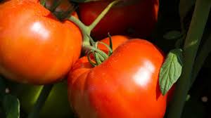 Seeds from many plants can be saved simply by waiting for seed seeds from hybrid tomatoes, while they may sprout and grow, often produce tomato plants that. Jersey Icons The Jersey Tomato
