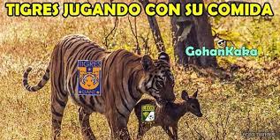 Check how to watch tigres vs leon live stream. Tigres Campeon Del C2019 Y Los Memes No Perdonan Al Leon Galeria Mediotiempo