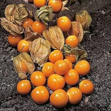 Image result for Physalis peruviana