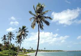 Check spelling or type a new query. Bahia Honda State Park Florida Key West Tropical Climate Beach Ocean Palm Trees Tourism Landscape Vacation Pikist