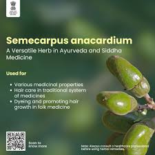Image result for Anacardium