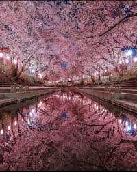 Small Public Dump Imgur Cherry Blossom Japan Beautiful Nature Japanese Cherry Blossom