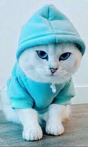 Agar kucing terbebas dari masalah gigi dan mulut, sikat gigi kucing adalah alat selain membuat gigi bersih, menyikat gigi kucing secara teratur juga akan membuat nafas kucing tidak berbau. The Meow In 2021 Cute Cat Wallpaper Cute Baby Cats Cute Baby Animals
