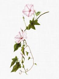 Flower Digital Download Pink Morning Glory Etsy Morning Glory Tattoo Hawaiian Tattoo Morning Glory