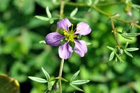 Image result for Fagonia