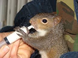 Based on experience of wildlife rehabilitators. Wildlife Rehabilitation Wikipedia
