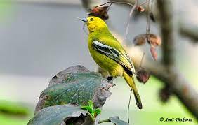 Common Iora Aegithina Tiphia Female Blue Bird Bird Birds