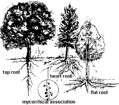 Isue Tree Roots