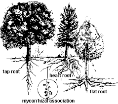 In this article, i will give you step by step instructions for doing so. Isue Tree Roots