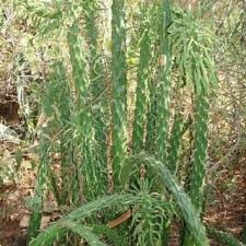 Cactus mexican restaurant ⭐ , republic of south africa, western cape province: Pdf Diversity Potential Utilization And Management Of Cacti In Northern Kenya