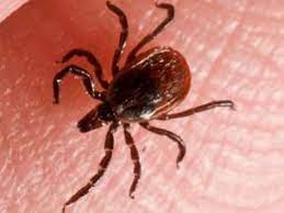 It is advisable to identify the tick, so save it in alcohol or a plastic bag. Types Of Ticks In Georgia Common Ticks In Georgia