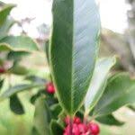 Image result for Ilex mitis