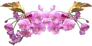 Résultat de recherche d'images pour