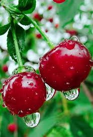 Il Ne Faut Pas Avaler Un Fruit Ou Autre Directement Il Faut Le Tenir Dans La Main Le Caresser Photos De Fruits Et Legumes Photographie De Fruit L Art Du Fruit