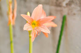 Image result for Hippeastrum puniceum