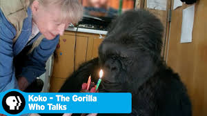 282,050 likes · 117 talking about this. Koko The Gorilla Who Talks Did You Know There S A Talking Gorilla Pbs Youtube