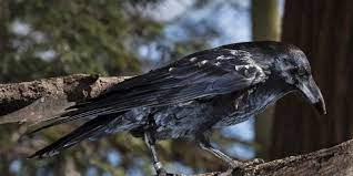 Common Raven Smithsonian S National Zoo