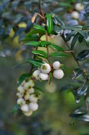 Image result for Syzygium niassense