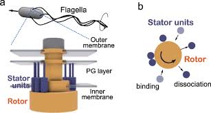 He has appeared in nearly 100 films since 1972. Cooperative Stator Assembly Of Bacterial Flagellar Motor Mediated By Rotation Nature Communications