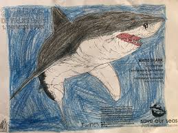 First dorsal fin very long, almost half the total length of the body false cat shark b. Sharks Of False Bay Colouring Competition Sosf Shark Education Centre
