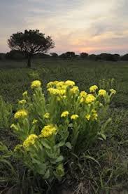 Image result for Gnidia kraussiana