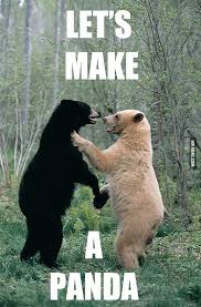 How Panda Is Born In 2020 Panda Funny Funny Bears Baby Animals Funny