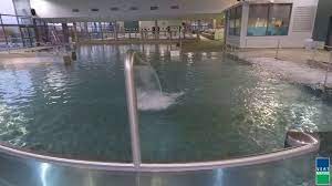 epingle sur conception de piscine pool ideas