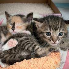 Alternatively, you may enter a specific animal name or animal. 2 000 Kittens To Arrive At San Diego Humane Society