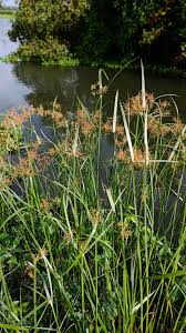 Image result for Cyperus longus