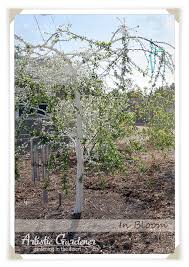 Buy santa rosa plum trees (prunus salicina) with delivery right to your doorstep. Weeping Santa Rosa Plum Artistic Gardener